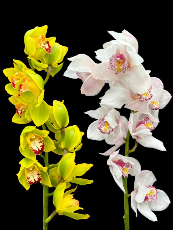 Cymbidium Xmas Mix flowers Christmas Cymbidium orchids wholesale