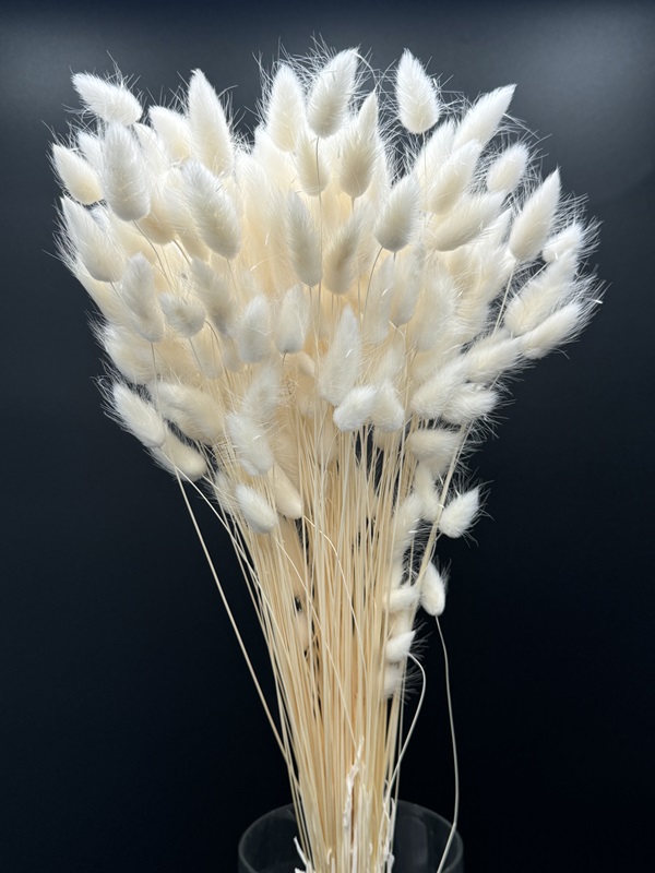 Lagurus Bleached decorative grass foliage