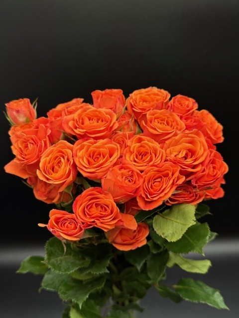 Spray Rose Orange Babe flowers fresh wholesale